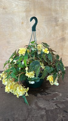Lot 1077 - Hanging pot with Begonias