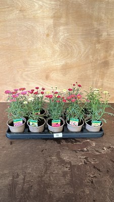 Lot 1078 - Tray of 10 mixed Marguerites