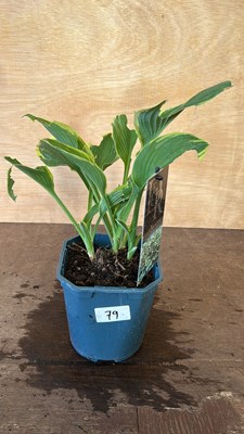 Lot 1079 - Hosta Aureomarginata