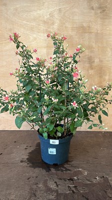 Lot 1080 - Hardy Star Fuchsia