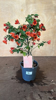 Lot 1081 - Patio Abutilon