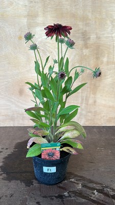 Lot 1082 - Rudbeckia Summerdaisys Cherry