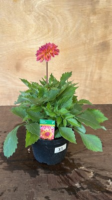 Lot 1083 - Dahlia Lubega Tropical Punch