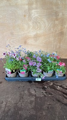 Lot 1084 - Tray of 10 mixed basket plants