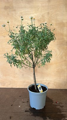 Lot 1085 - Standard Daisy Marguerite