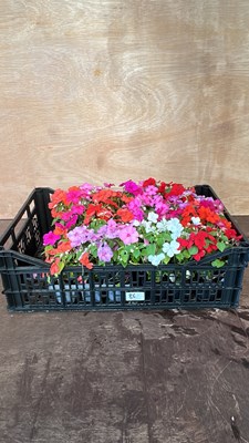 Lot 1086 - crate of 4 x 6 packs of Busy Lizzies