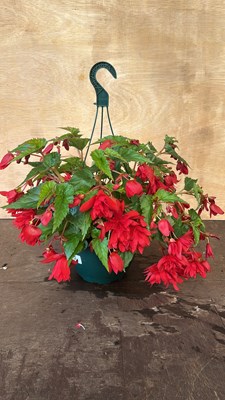 Lot 1087 - Hanging pot of Begonias