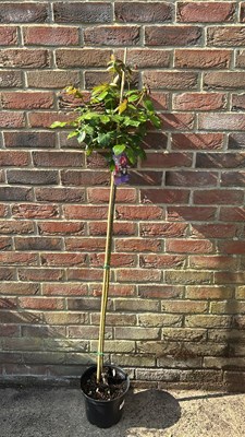 Lot 1088 - Standard Rose Eden