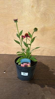 Lot 1089 - Echinacea Moodz Motivation