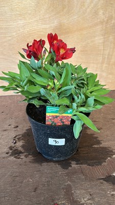 Lot 1090 - Alstromeria Inticancha Doba