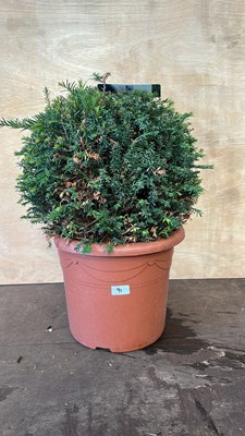 Lot 1091 - Taxus Baccata Yew Topiary Ball