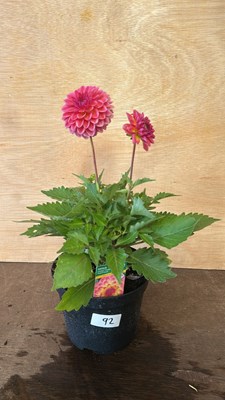 Lot 1092 - Dahlia Tropical Punch