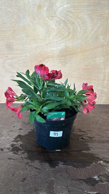 Lot 1093 - Alstromeria Valetta