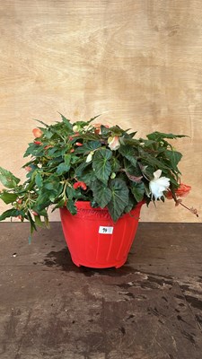 Lot 1094 - Planter with Begonias