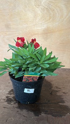 Lot 1095 - Alstromeria Doba