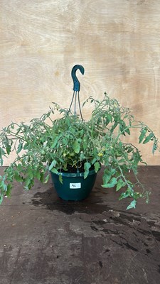 Lot 1096 - Hanging pot of Tomato plants