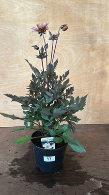 Lot 1097 - Dahlias Happy Days White