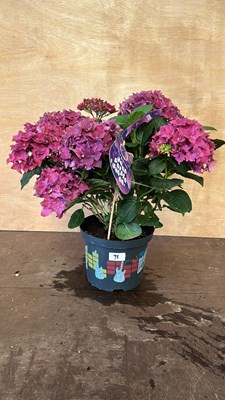 Lot 1098 - Music Collection Hydrangea Deep Purple