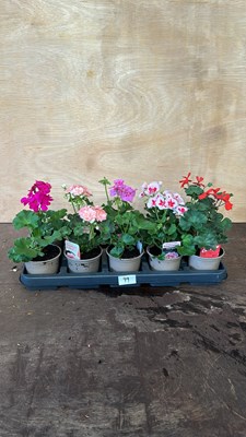 Lot 1099 - Tray of 10 mixed upright Geraniums