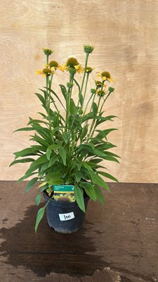 Lot 1100 - Echinacea Skipper Yellow