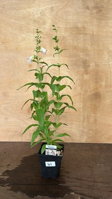 Lot 1101 - Penstemon Apple Blossom