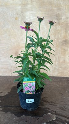 Lot 1102 - Echinacea Globe Rose