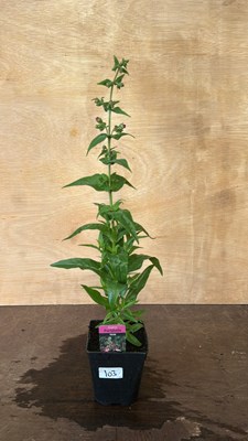 Lot 1103 - Penstemon Violet