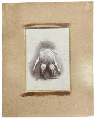 Lot 70 - OBSCURE TWO HEADED CALF. Cabinet Card of a Two...