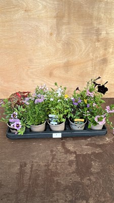 Lot 1001 - tray of 10 mixed tray of basket plants