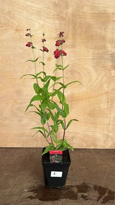 Lot 1002 - Penstemon Partybells Red