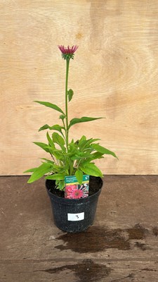 Lot 1003 - Echinacea Orange Pipes