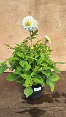 Lot 1004 - Dahlia White lilac Frost