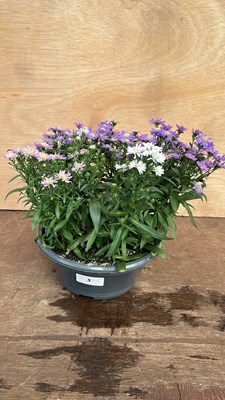 Lot 1005 - Aster Daisy bowl