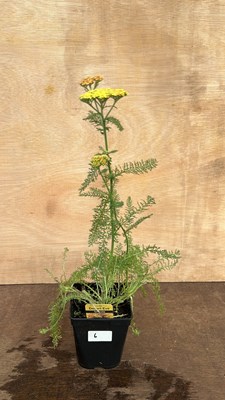 Lot 1006 - Achillea Desert Eve
