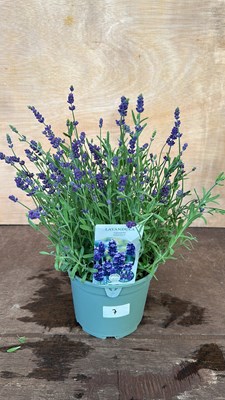 Lot 1007 - lavender Hidcote