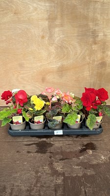 Lot 1008 - Tray of 10 mixed Begonias
