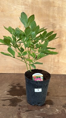 Lot 1009 - Peony bowl of Beauty