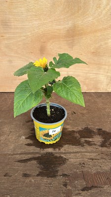 Lot 1010 - potted sunflower
