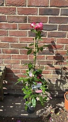 Lot 1011 - climbing rose - Handel