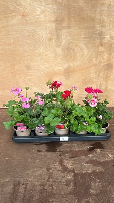 Lot 1012 - tray of 10 upright Geraniums