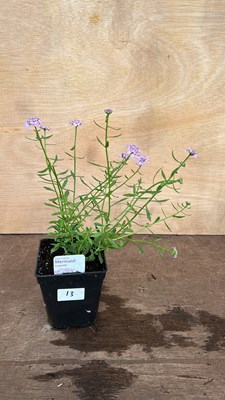 Lot 1013 - Iberis Mermaid Lavender
