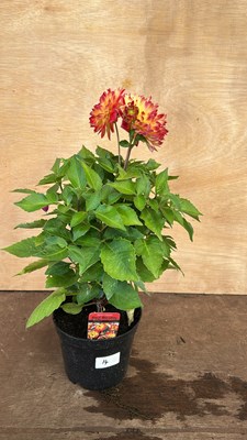Lot 1014 - Dahlia Red Bicolor