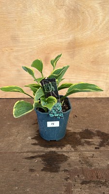 Lot 1015 - Hosta Aureomarginata