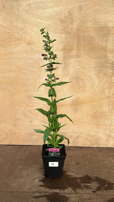 Lot 1016 - Penstemon Partybells Violet