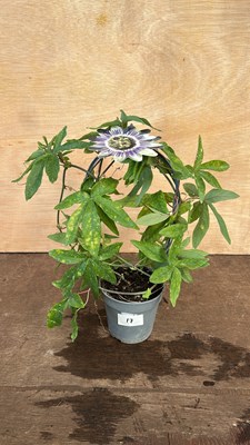 Lot 1017 - Passionflower