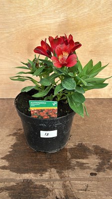 Lot 1018 - Alstromeria