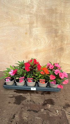 Lot 1019 - Tray of 10 Busy Lizzies