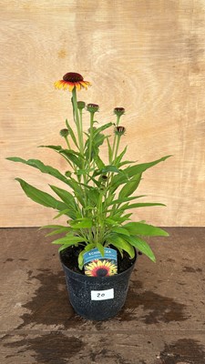 Lot 1020 - Echinacea Sombrero Special Halo