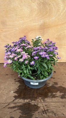 Lot 1021 - Aster bowl