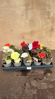 Lot 1022 - tray of 10 mixed limitless Begonias